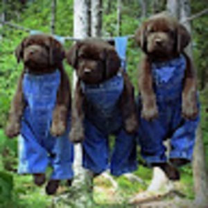 Meet your Posher, Rocky